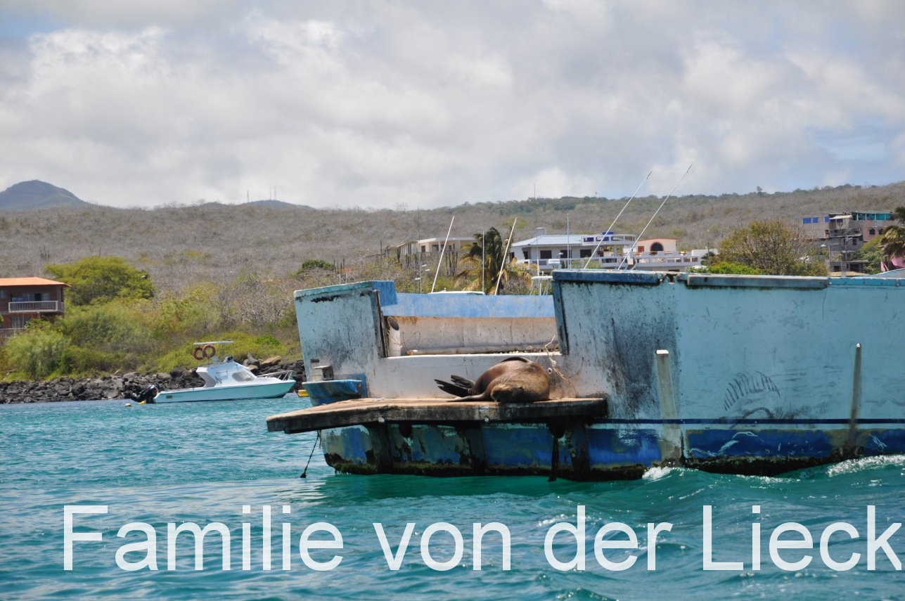Seelöwe
